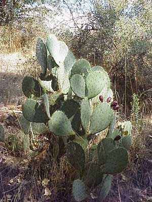 RRSP_CactusV